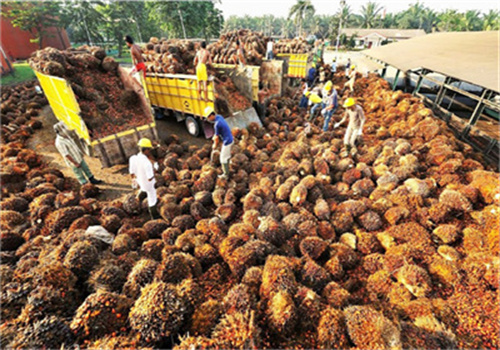 Machine d’extraction d’huile de palme 10tpd au Cameroun